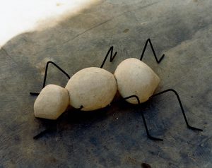 Ant